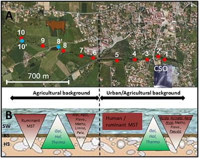 Human-Driven Microbiological Contamination of Benthic and Hyporheic Sediments of an Intermittent Peri-Urban River Assessed from MST and 16S rRNA Genetic Structure Analyses